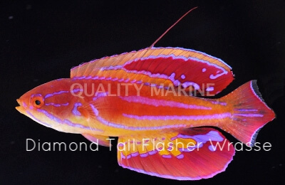 Copy of Diamond Tail Flasher Wrasse