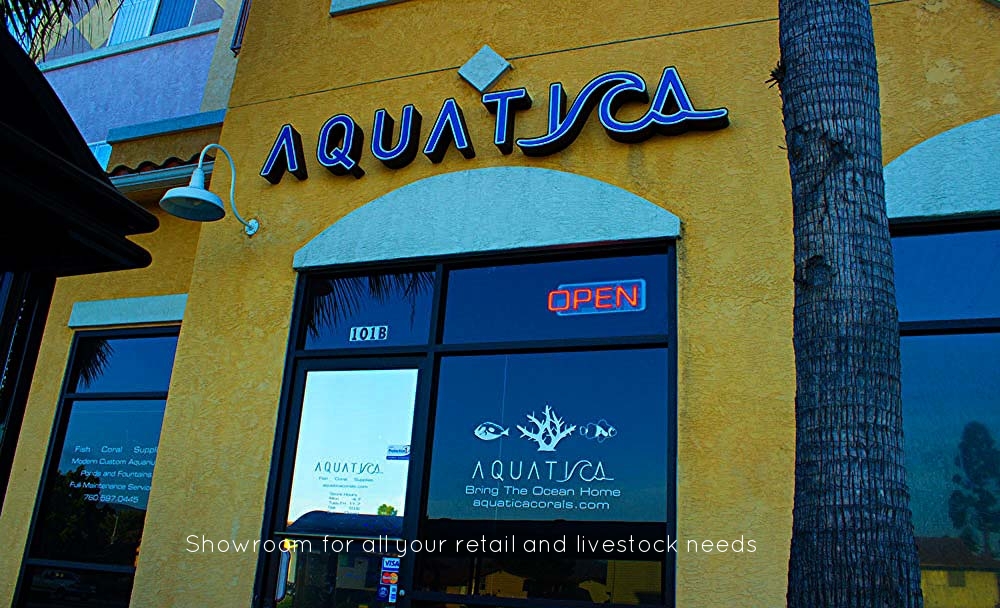 Copy of Local Fish Store