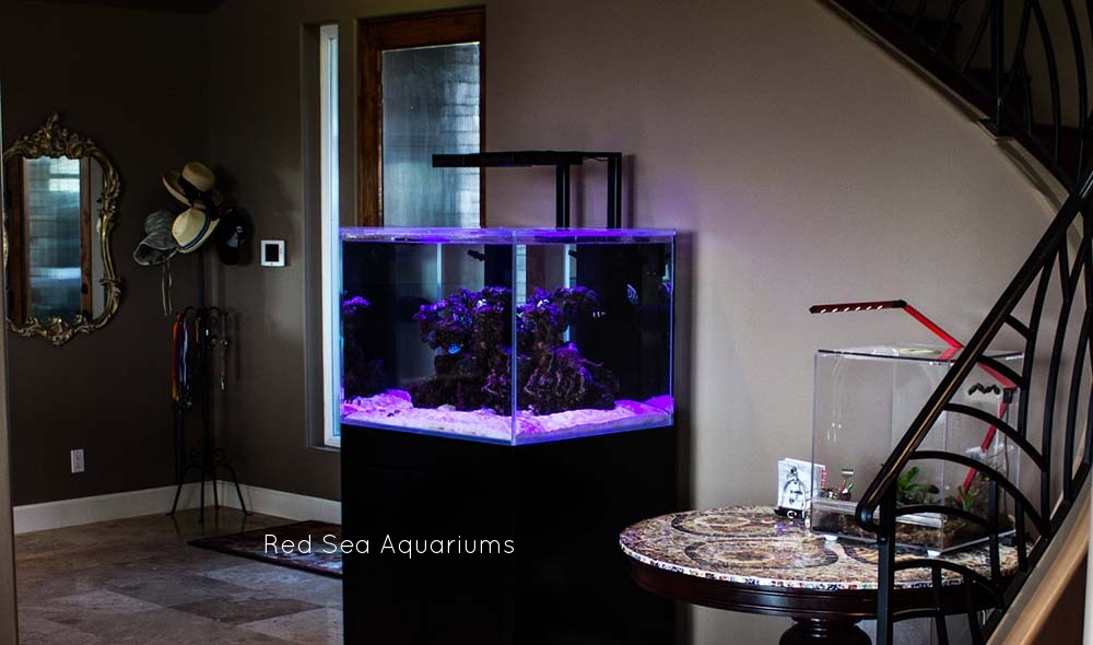 Copy of Red Sea aquariums