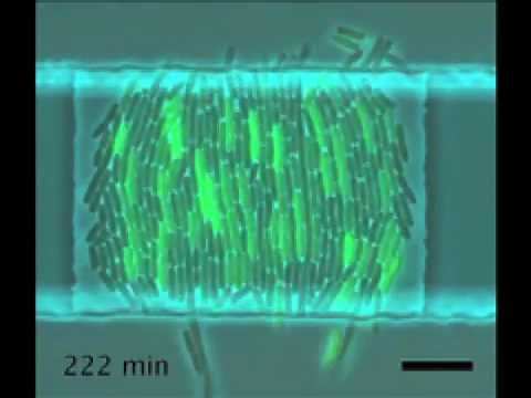 Guile Theme goes with Everything - Blinking Bacteria