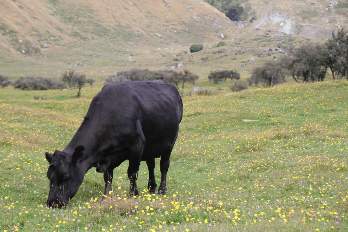 Meat: The Real Thing