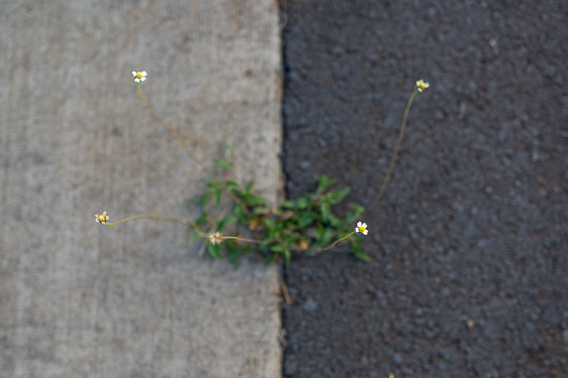 Growing wherever they please - Photo by Barb Toyama