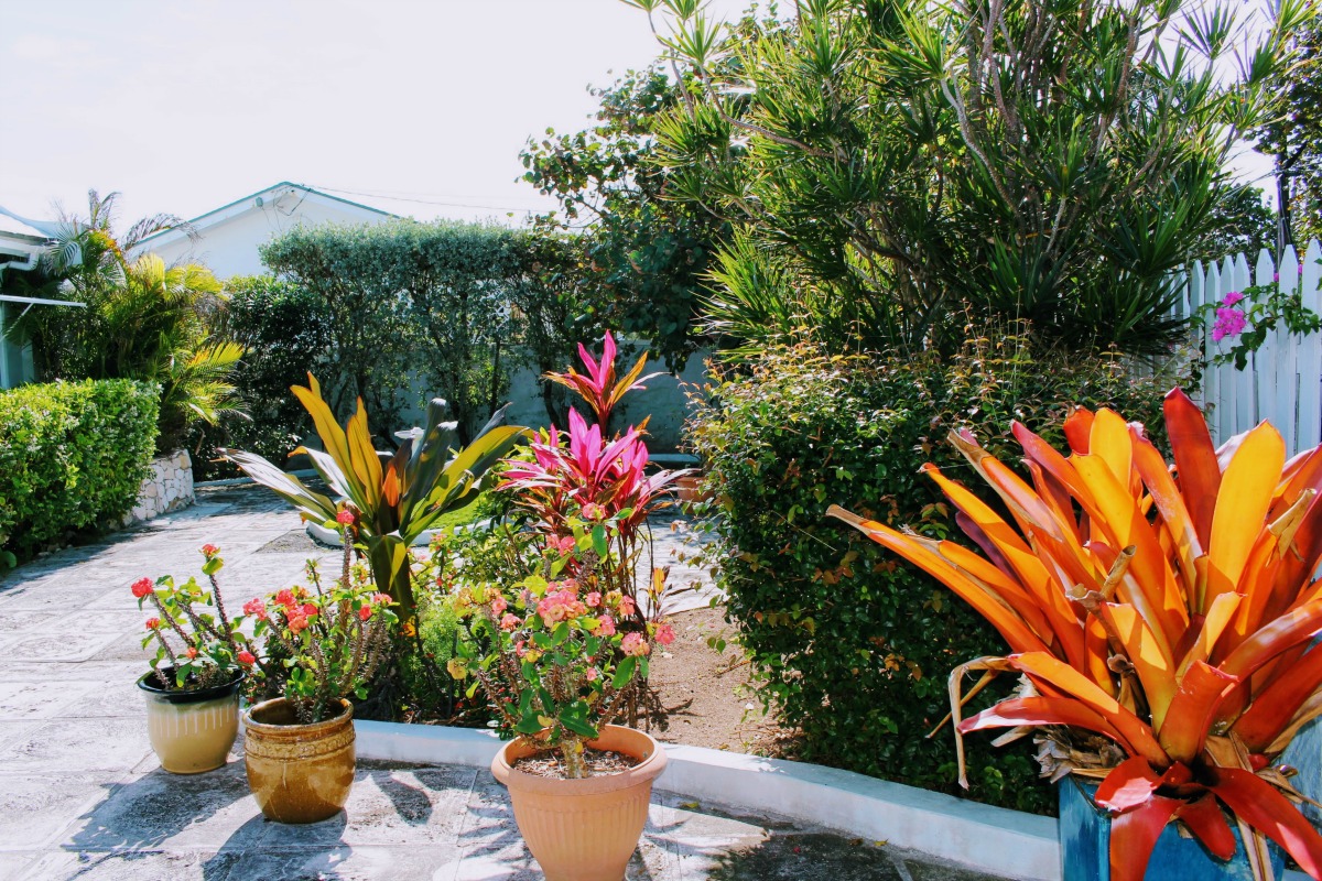 Tropical Garden