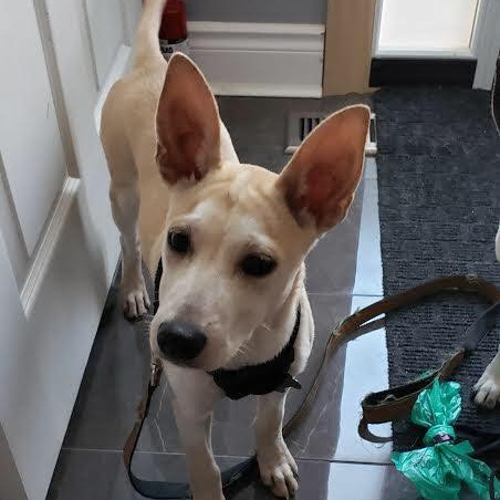 Nala
