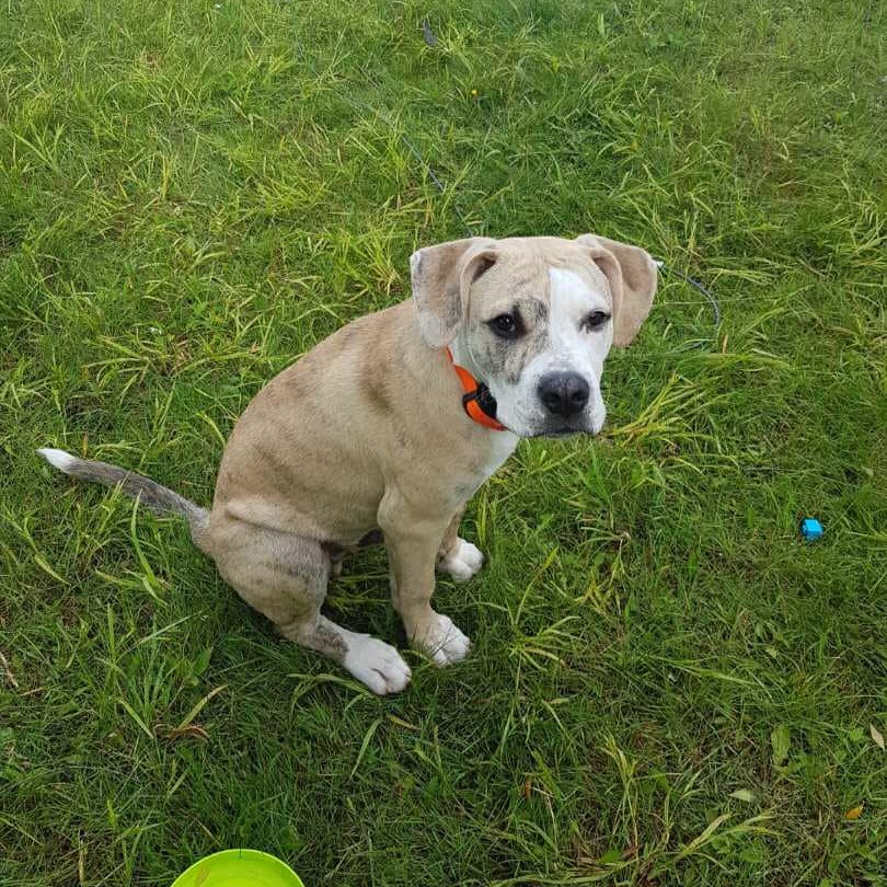Otis