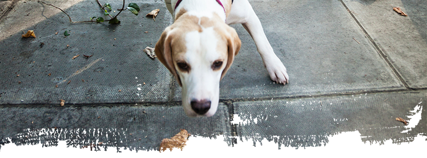 Adoption Event @ Beaches Pet Valu