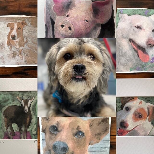 We&rsquo;ve recently opened up our rescue to the beyond adorable angel you see in the middle of this collage. Unfortunately, he&rsquo;s going to need a lot of vetting to be returned to full health, and as a result of the pandemic, we need your help. 