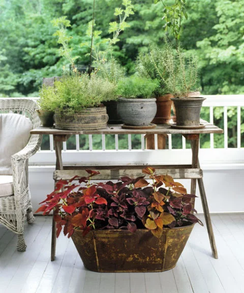 Mixed herbs create a beautiful, minimalistic accent on side tables and shelves. | via Good Housekeeping