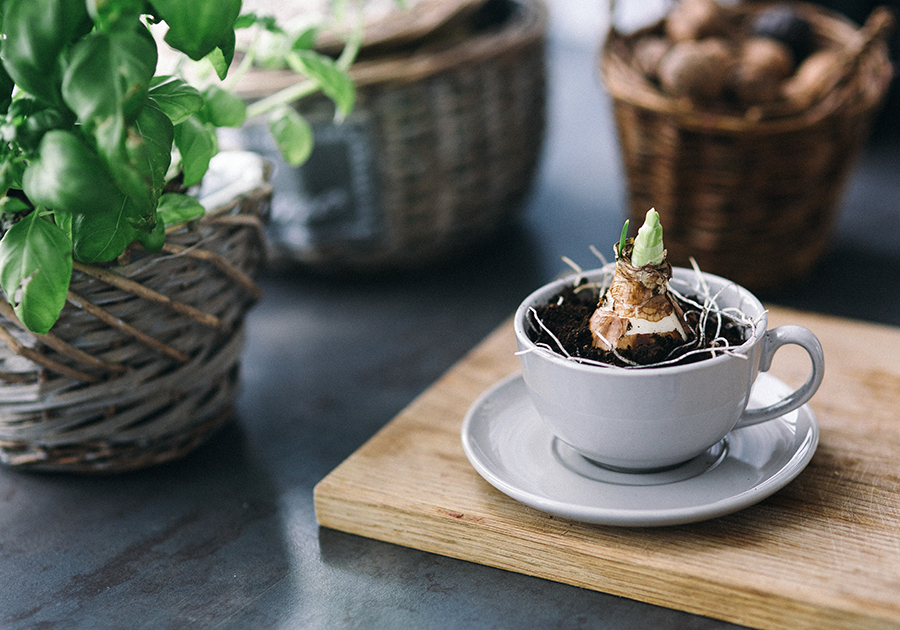 up-mix-gallery-kaboompics.com_Hyacinth-Bulb-in-a-Cup.png
