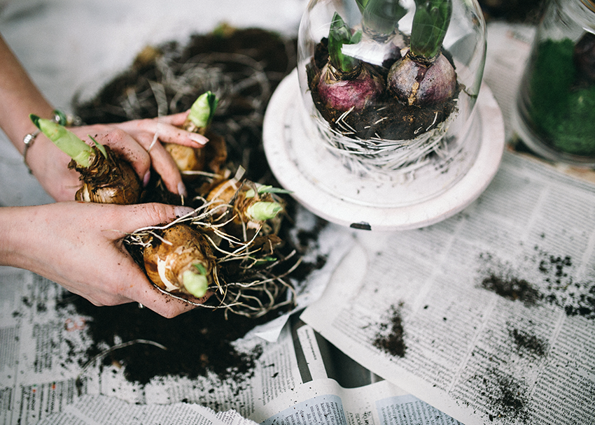 mix-gallery-kaboompics.com_Woman-Planting-a-Hyacinths.png