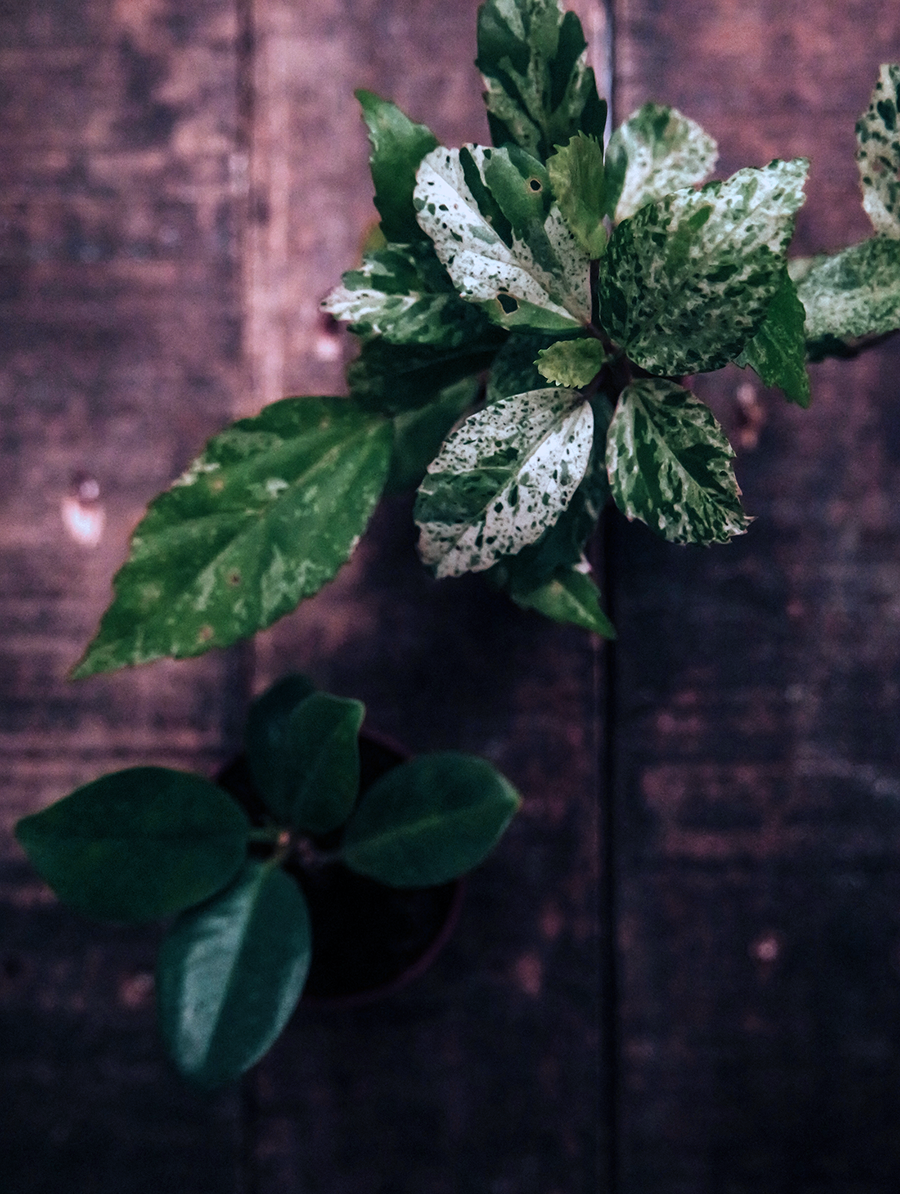 mix-gallery-UP-DTS-PLANTS-BRICK.png