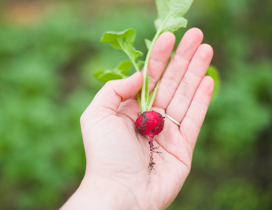 mix-gallery-pexels-photo-238289.png