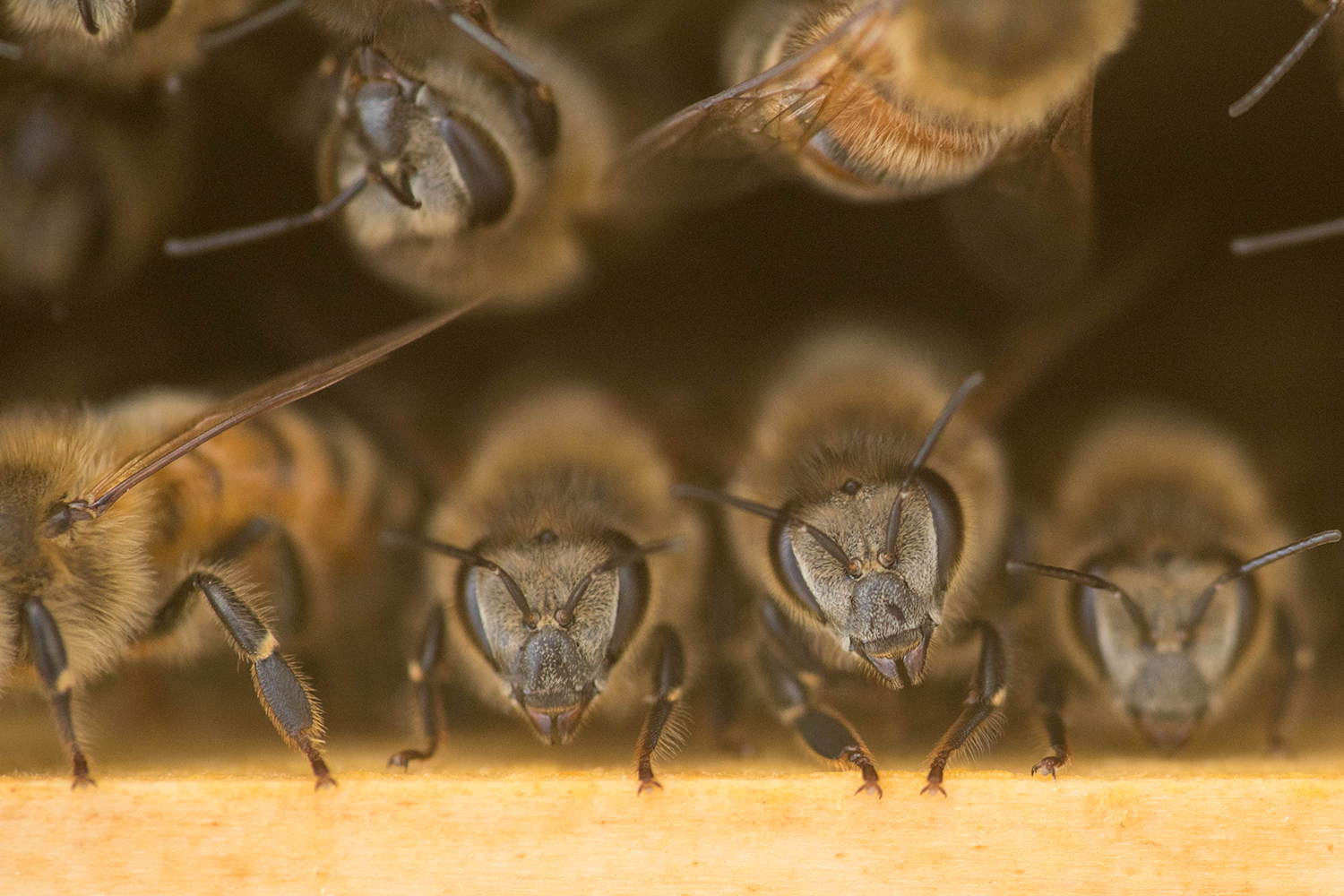 honeytruckco-bees-2.png