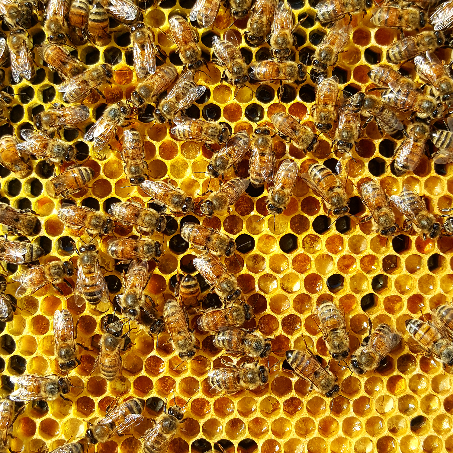 honeytruckco-bees-8.png