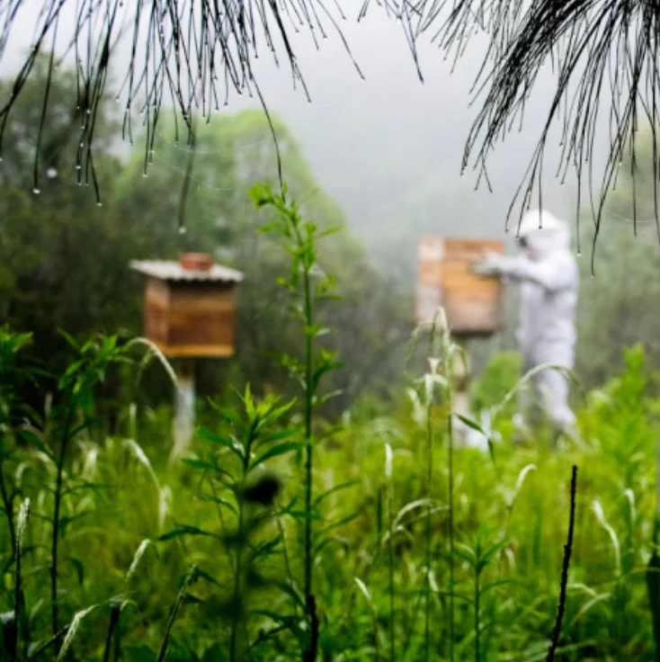 honeygirlgrows_26155498_193520274724482_5729421742196129792_n.jpg