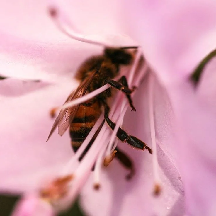 honeygirlgrows_27879951_341204529704272_3090671084815515648_n.jpg