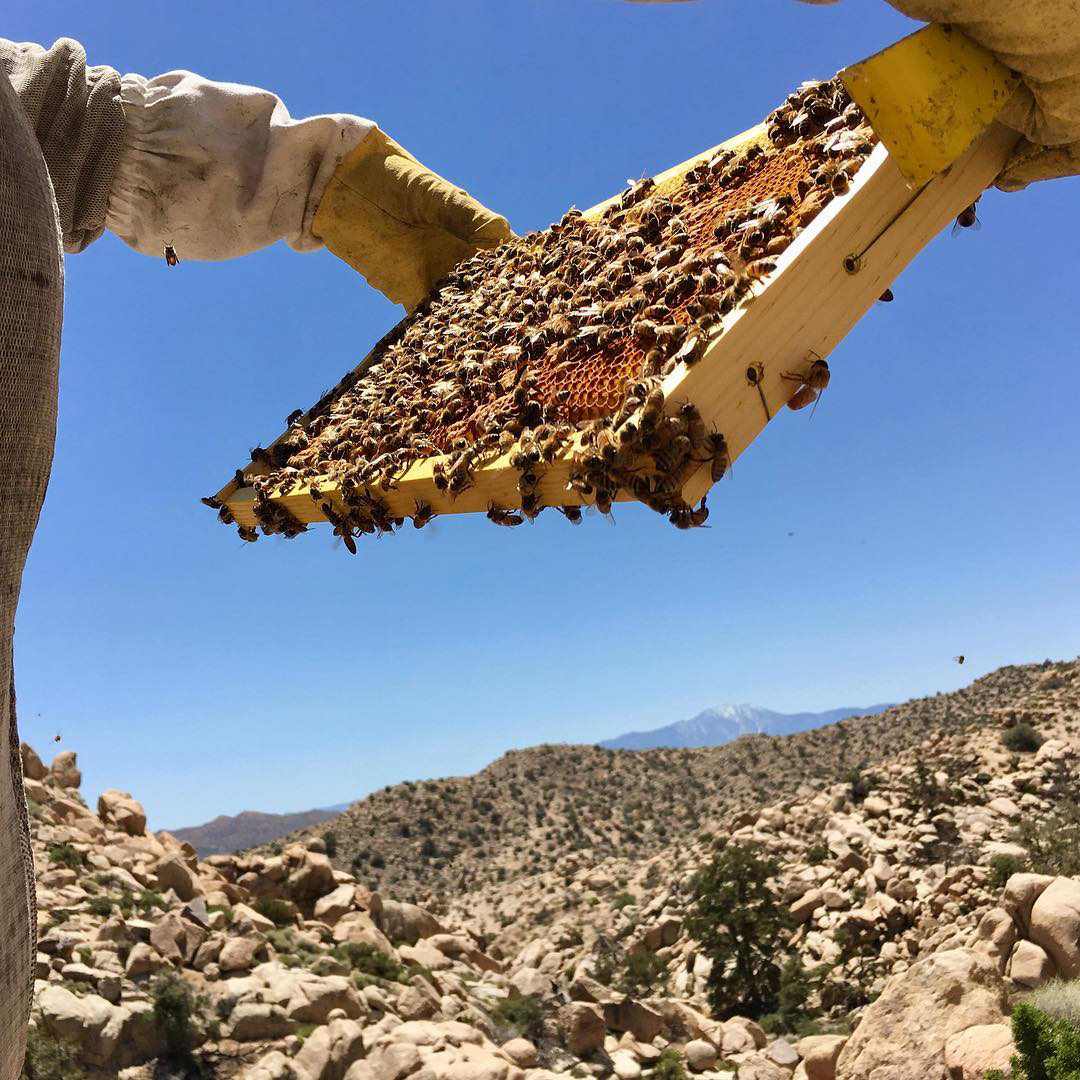 honeygirlgrows-header.png
