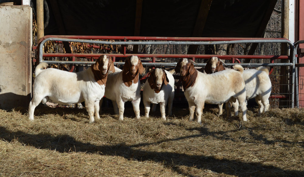 goats.jpeg