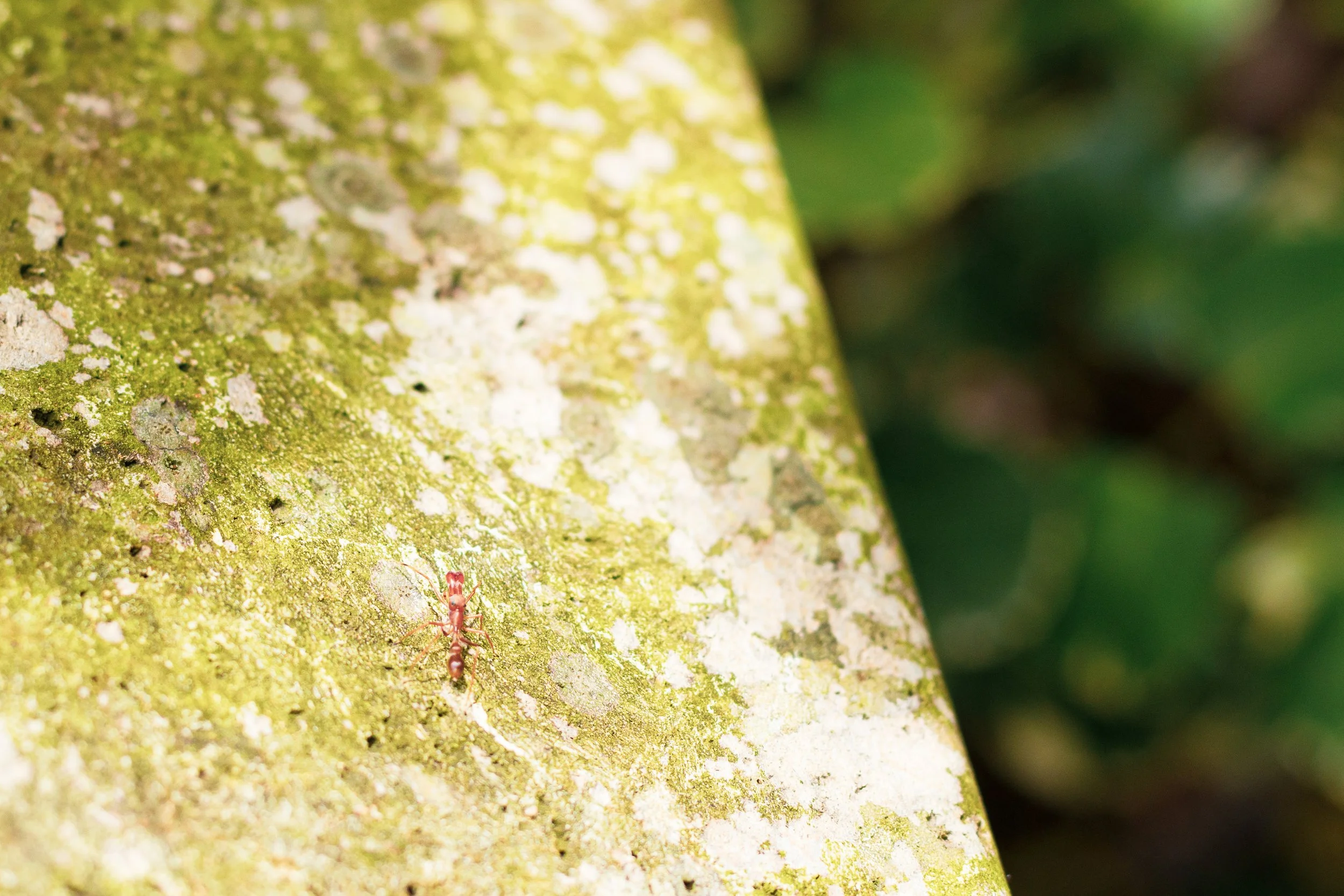 2 ant.jpg
