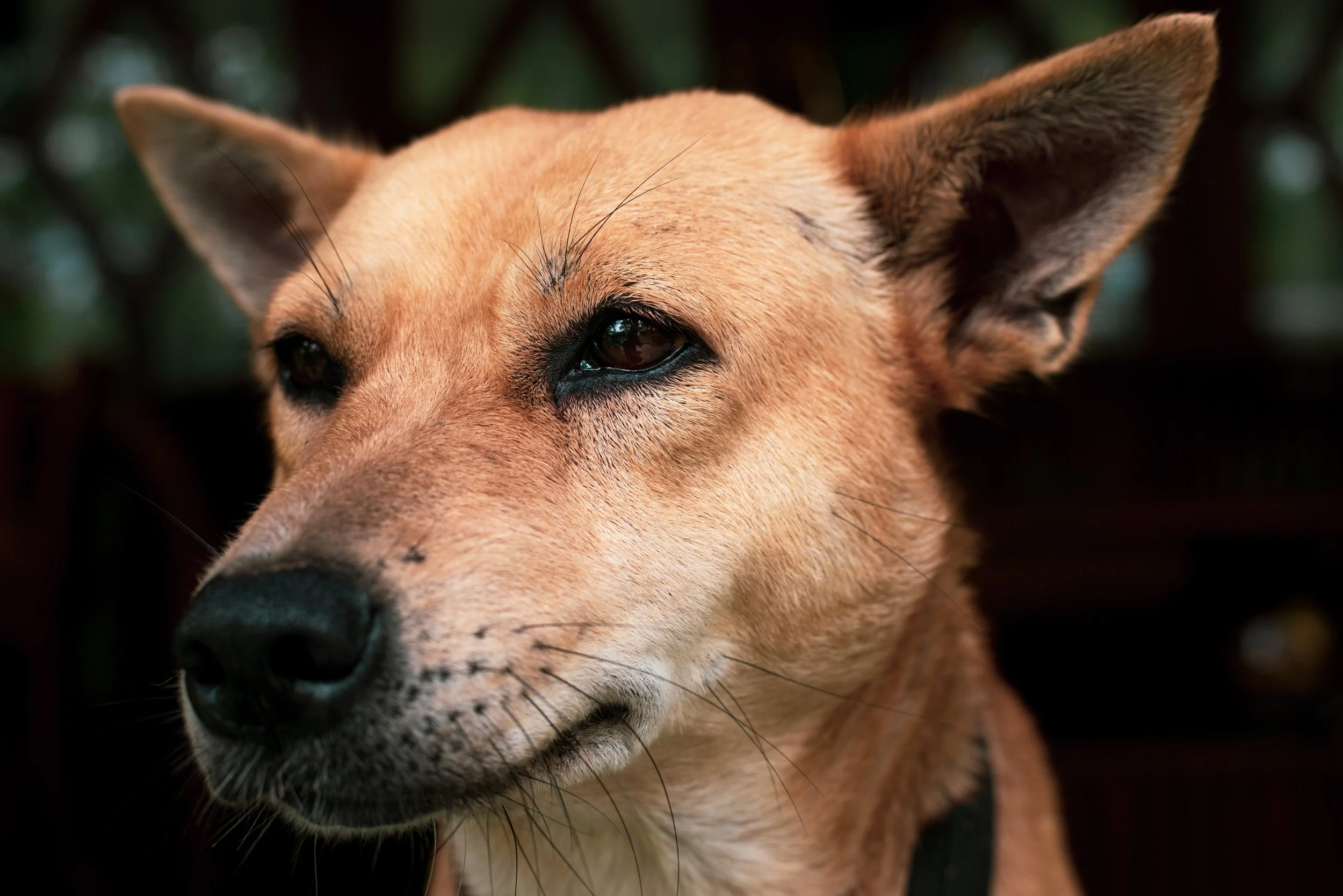 2 dog 2695 copy.jpg