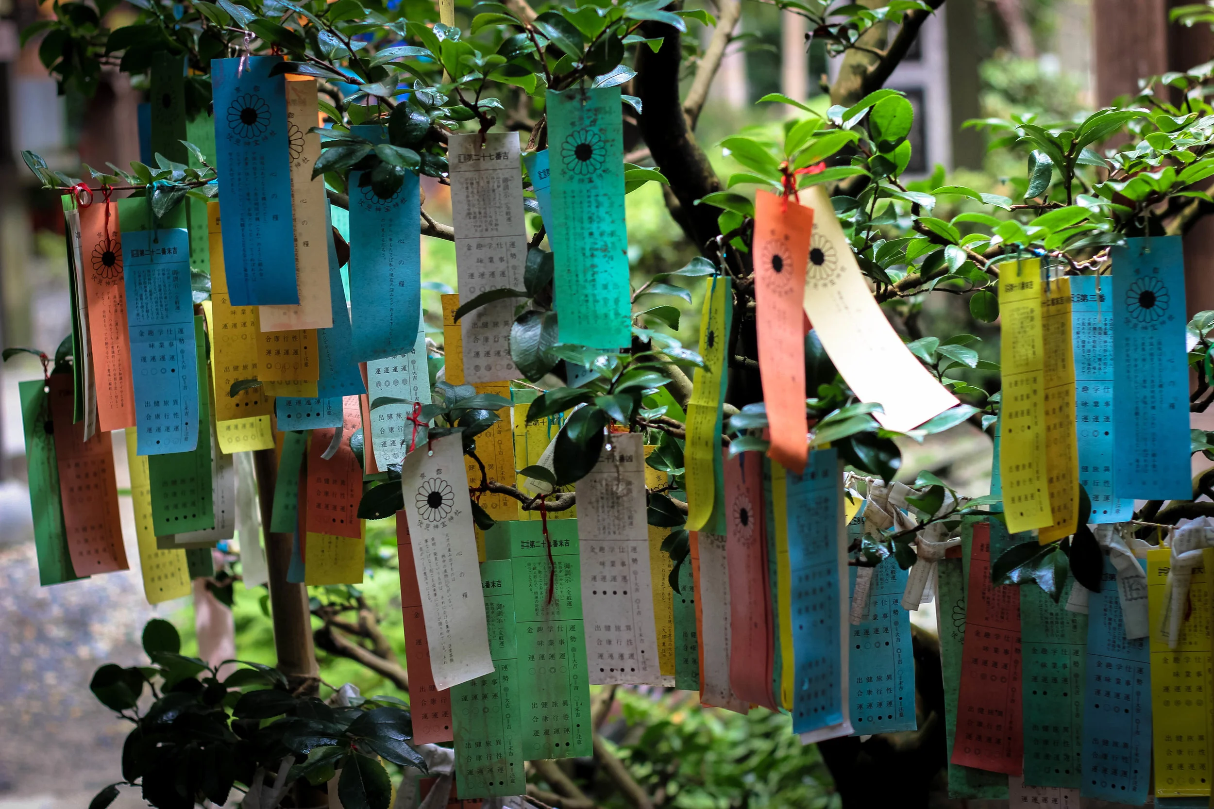 I'm not sure what these say, but from what I understood you buy one and they all hold various fortunes. 