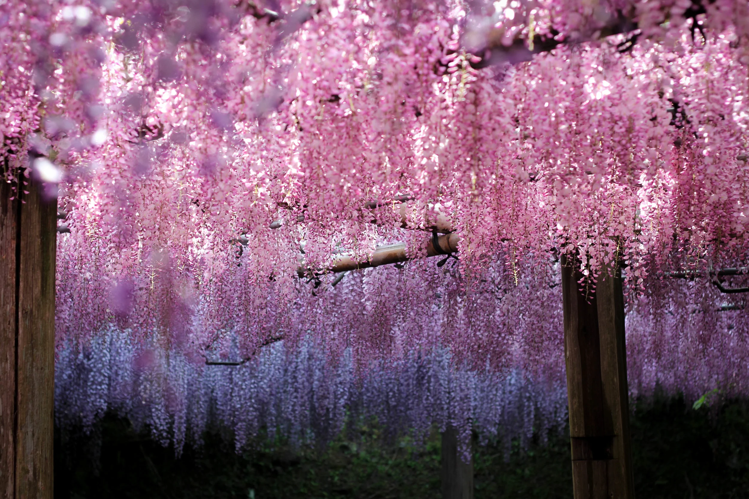That's not just some photo editing making the gradient but an actual real life wisteria fade. JUST LOOK AT IT!! (Sorry I can't contain the caps sometimes).