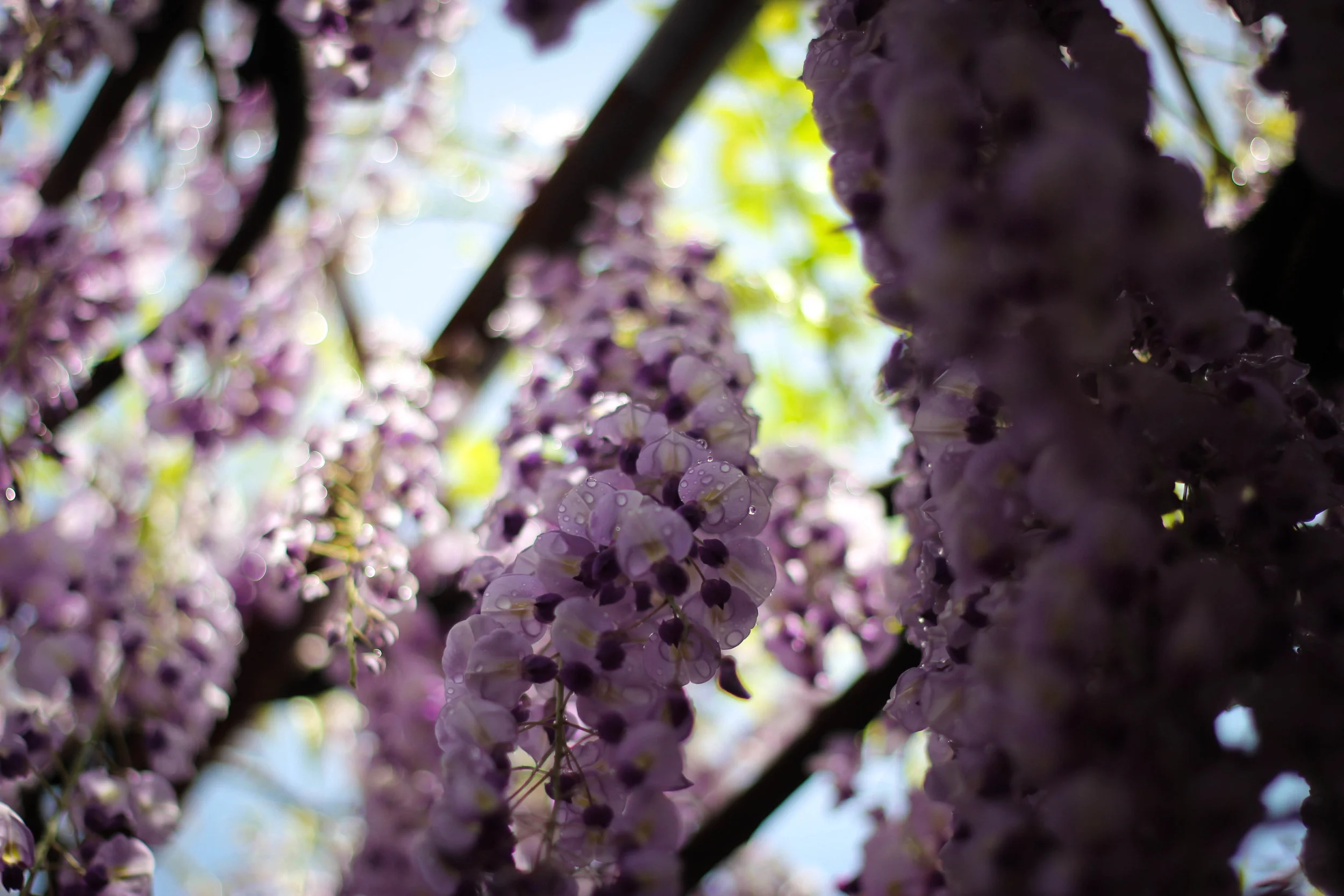 More wisteria than your body has room for. 