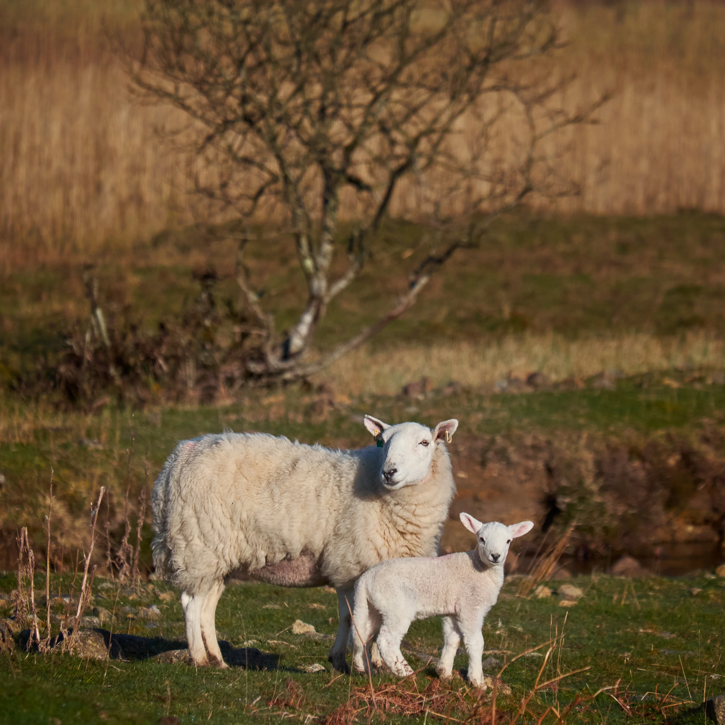 Scotland's National Animal