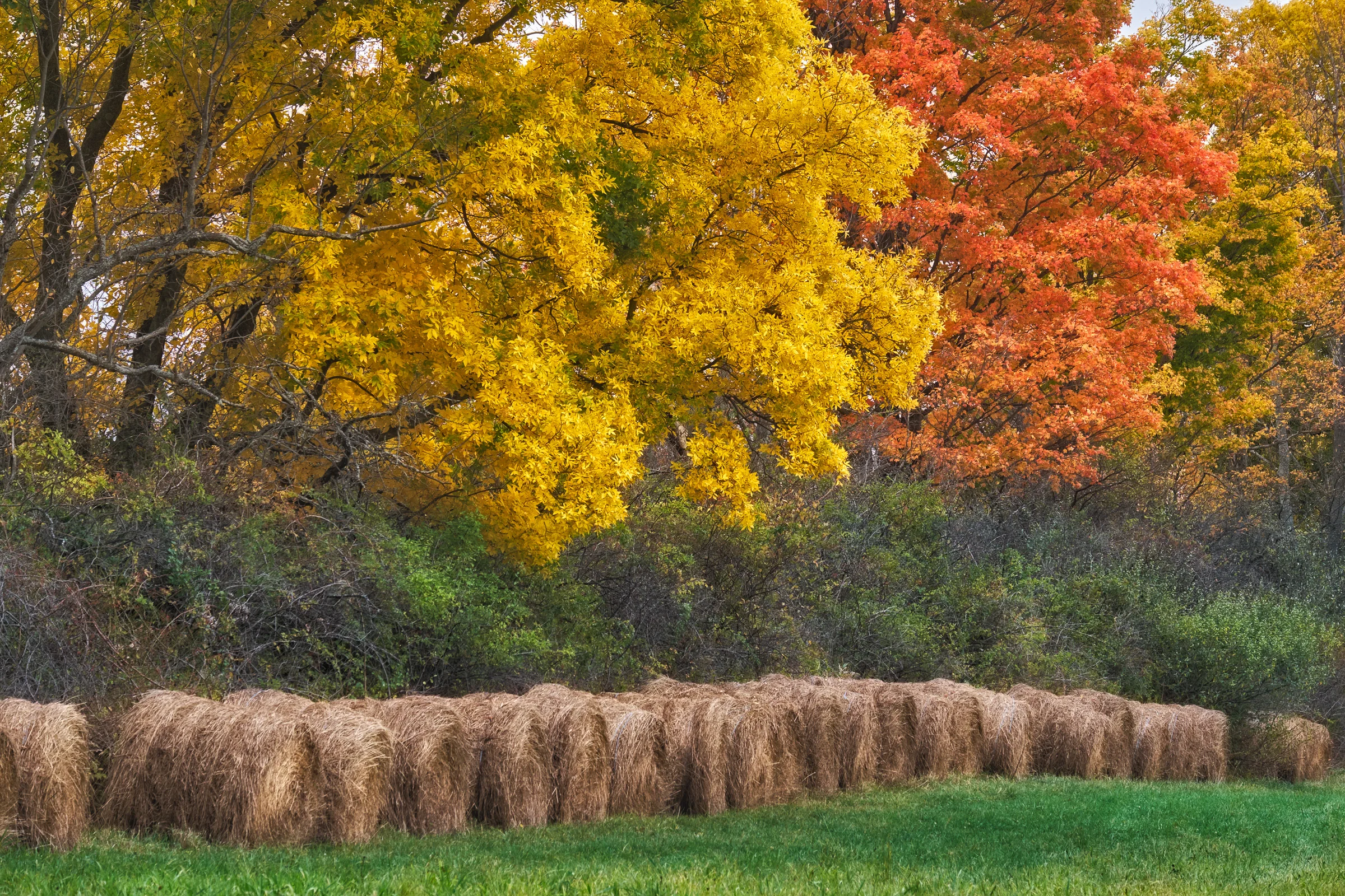 20151013_140031_X-E1__DSF4694_C1.jpg