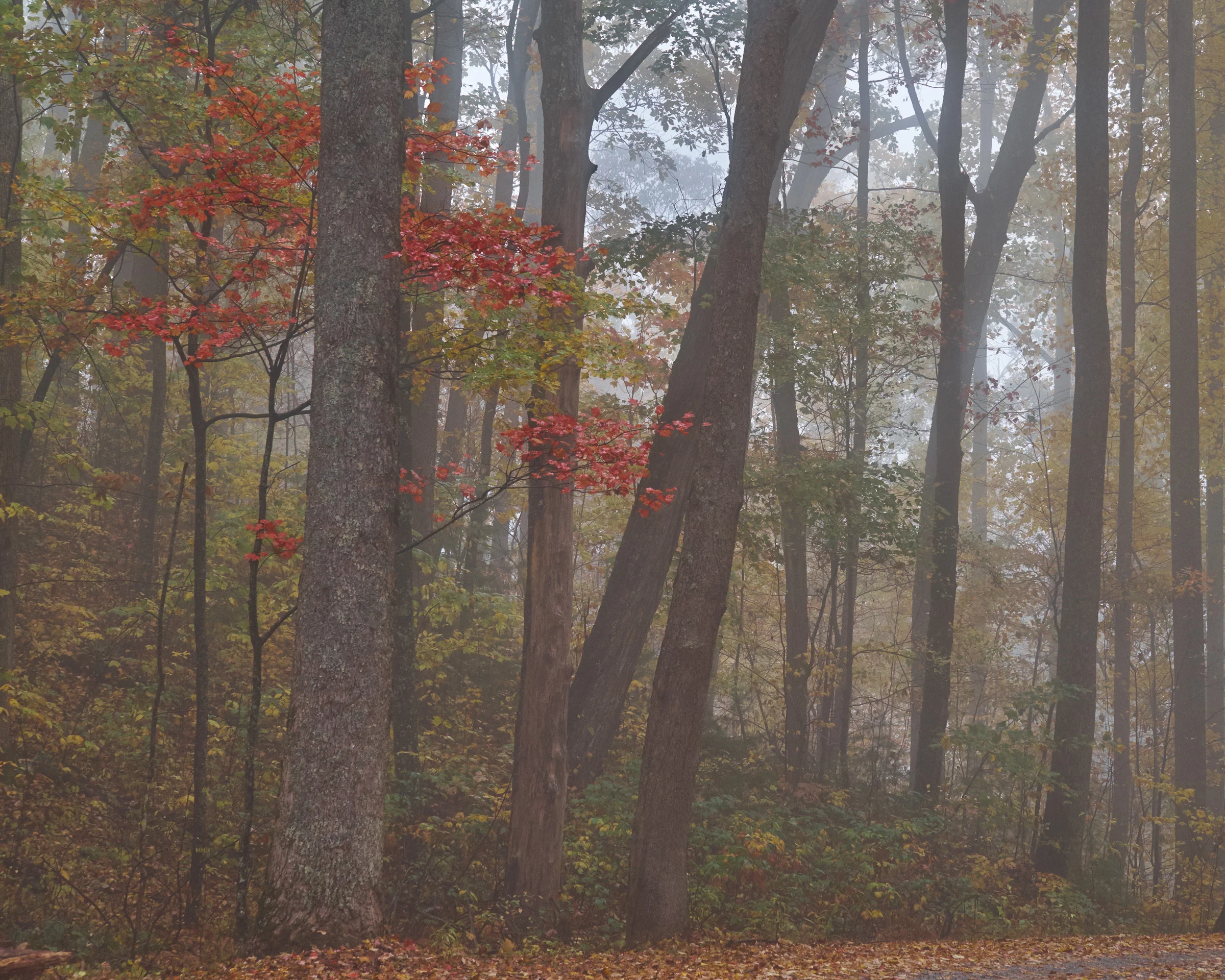 Cades Cove - Great Smoky Mountain National Park