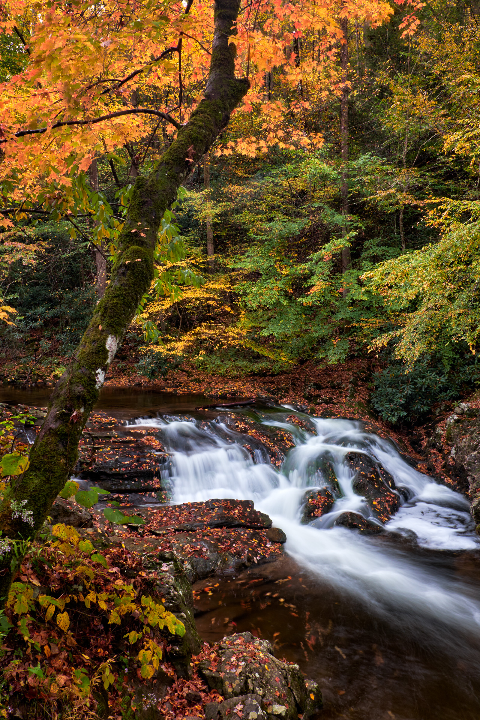 Great Smoky Mountain National Park