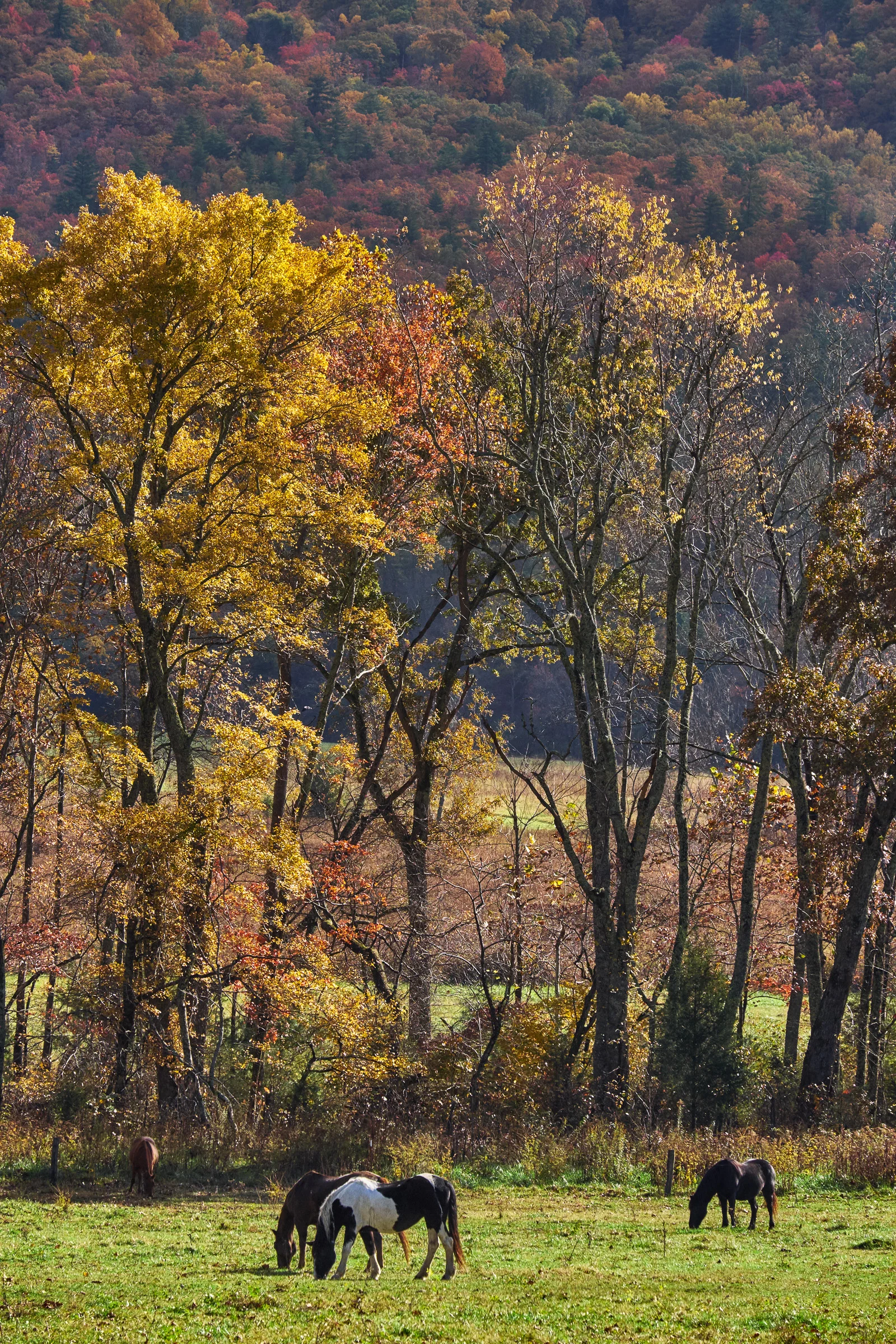 Cades Cove - Great Smoky Mountain National Park