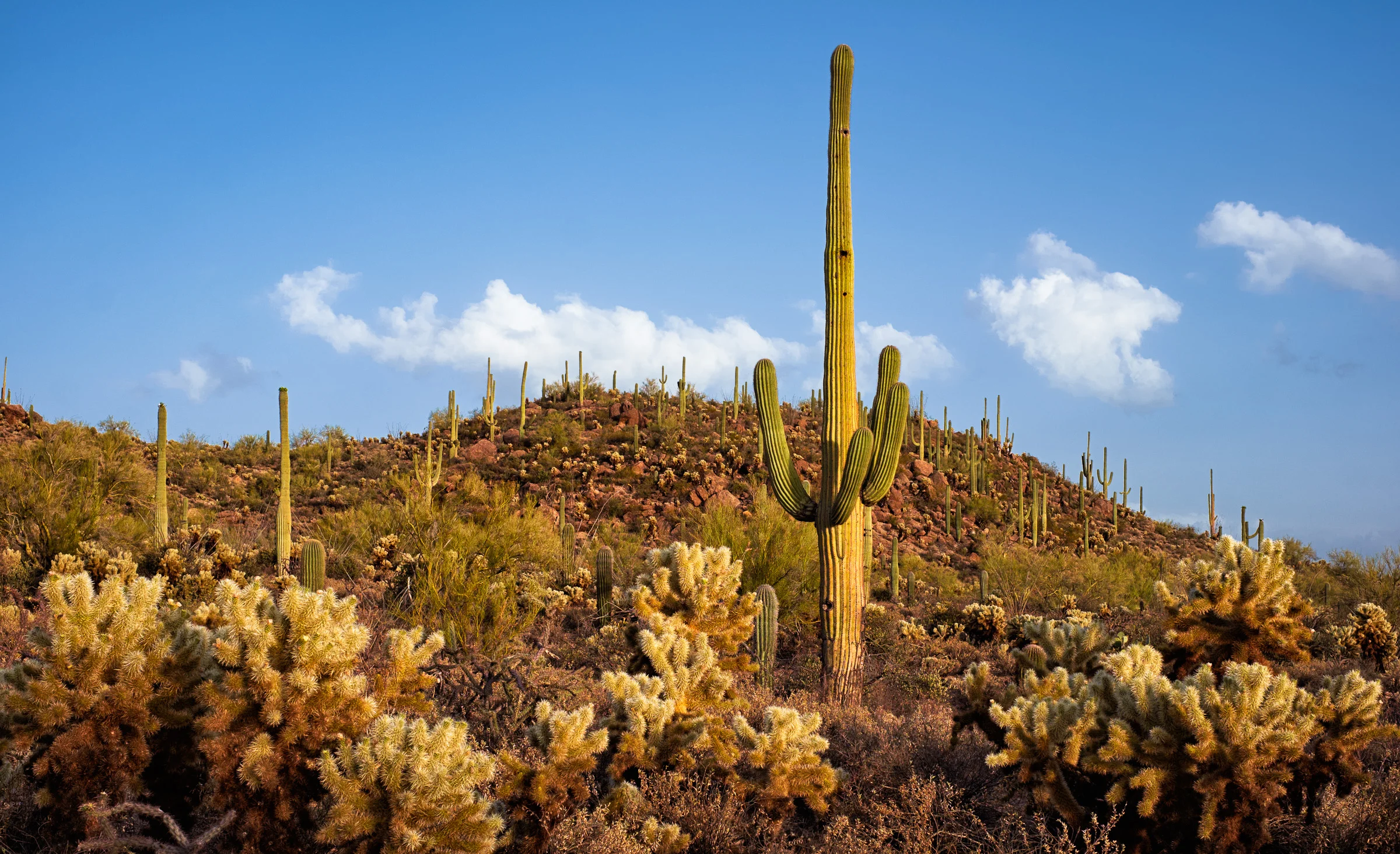 Saguaro National Park - Arizona