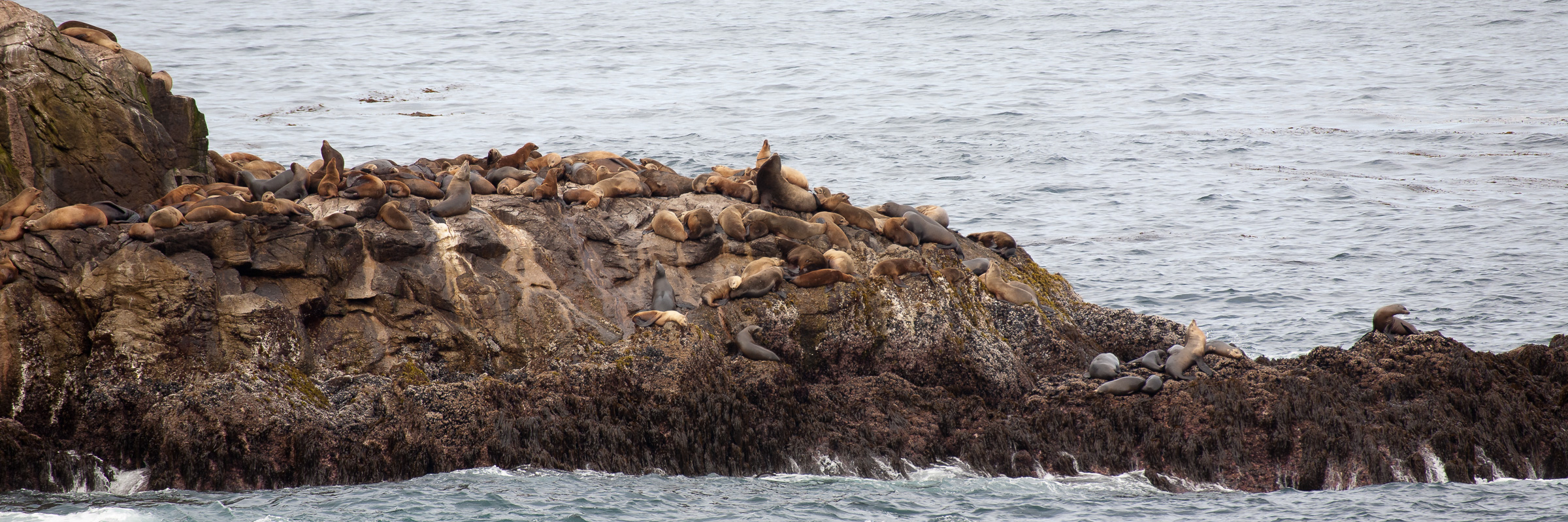 Seals 