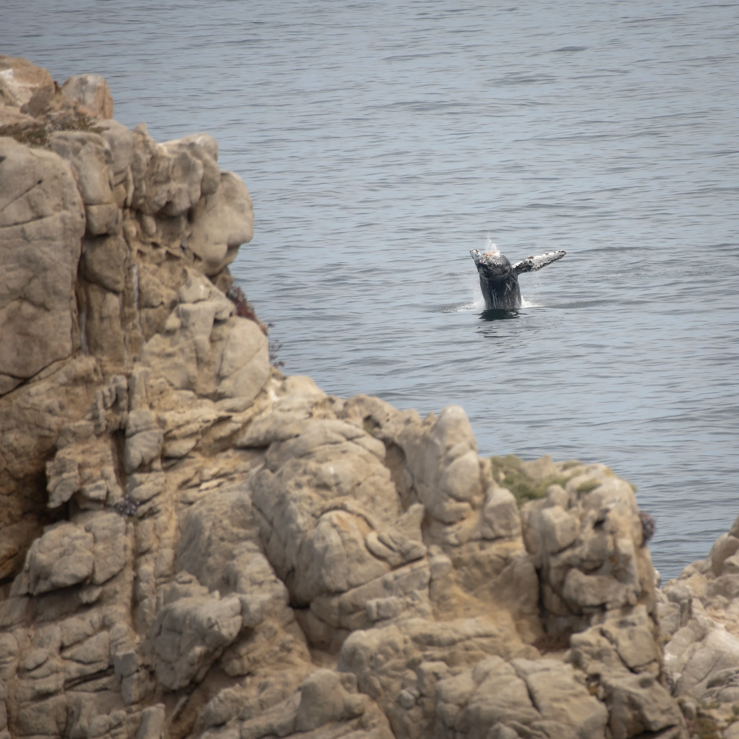 Gray Whale Breaching
