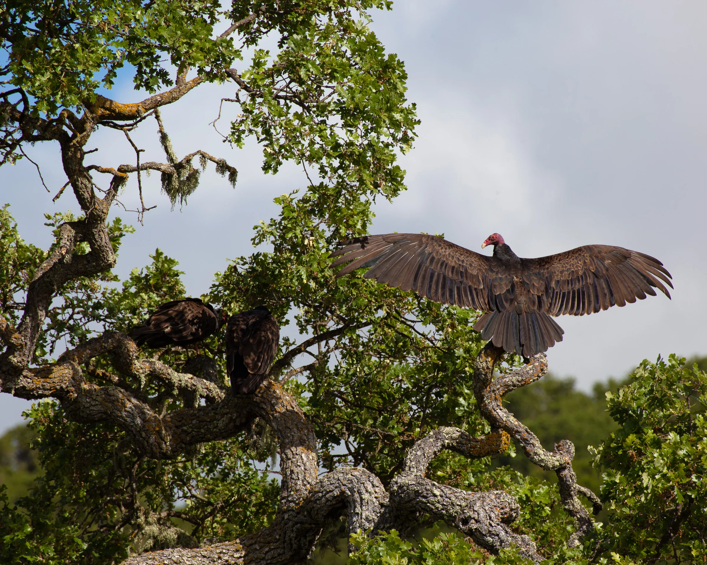 Turkey Vultures 