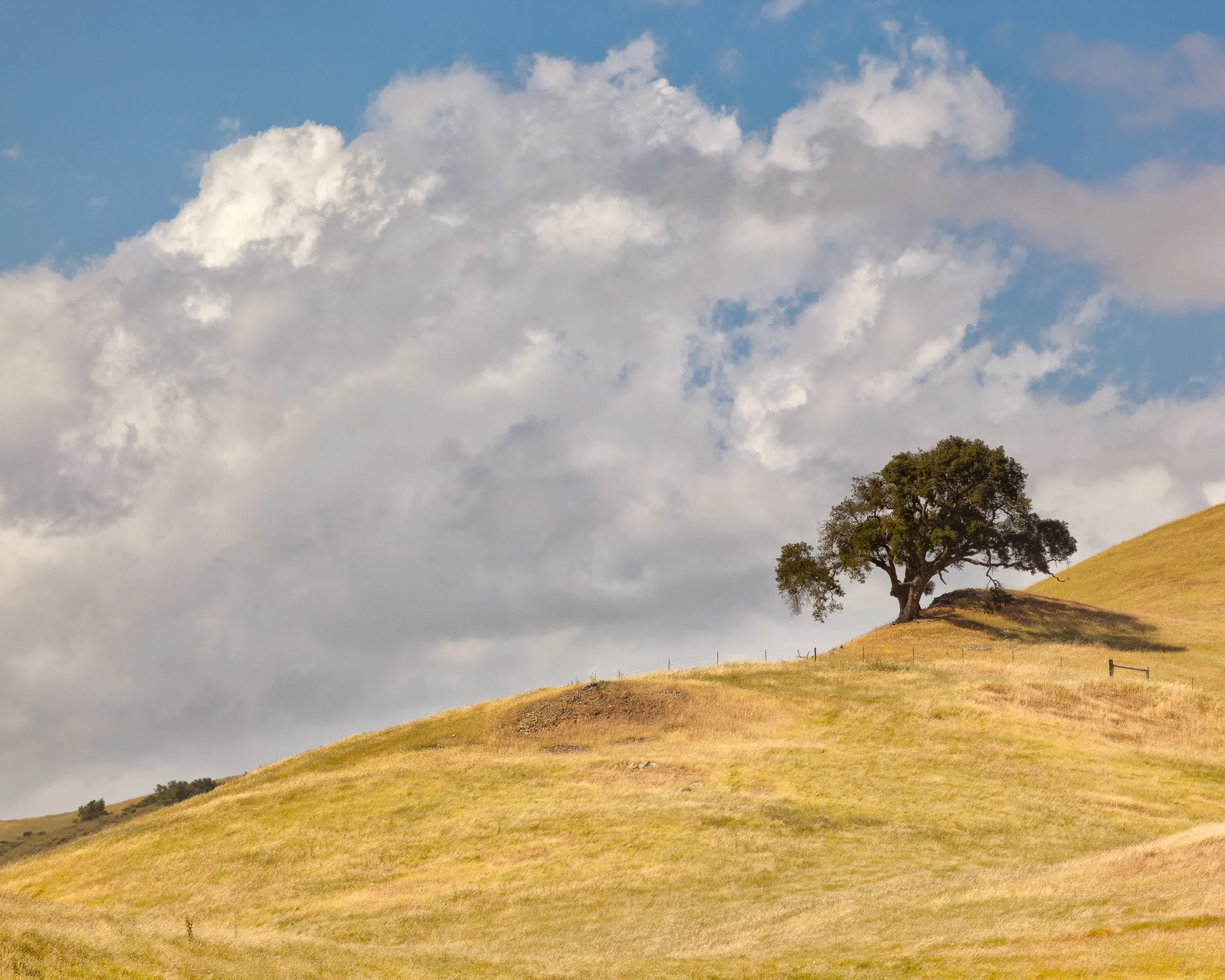 Tree on Hillside