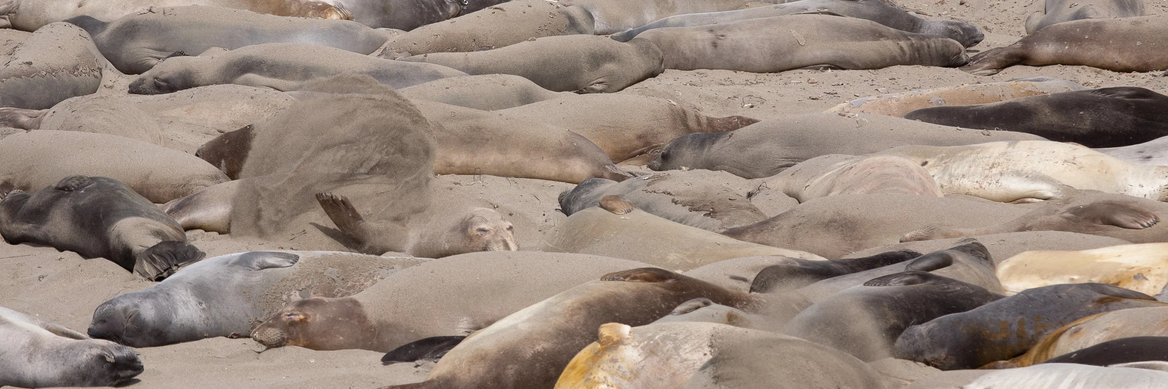 Elephant Seals Flinging Sand