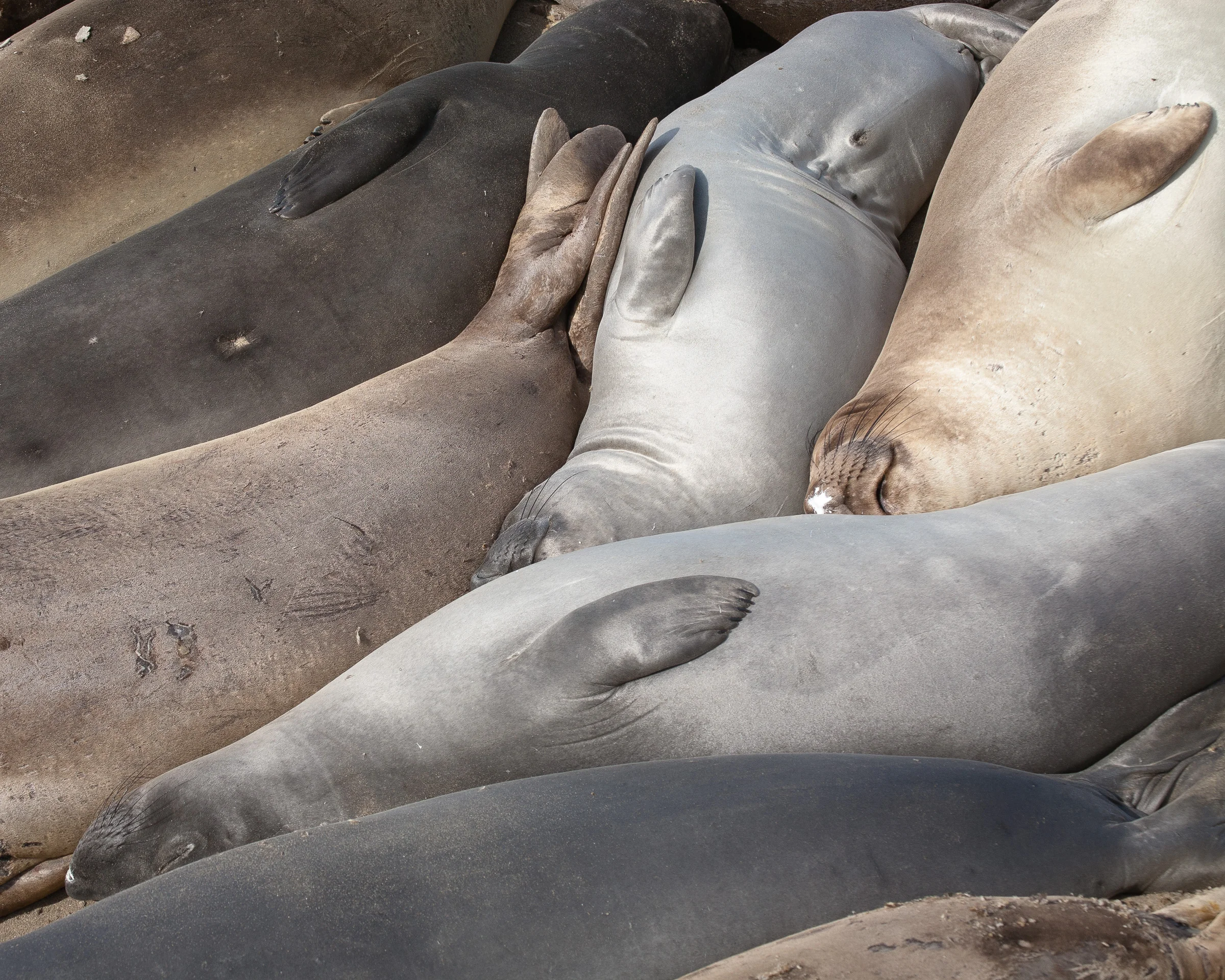 Elephant Seals Sleeping