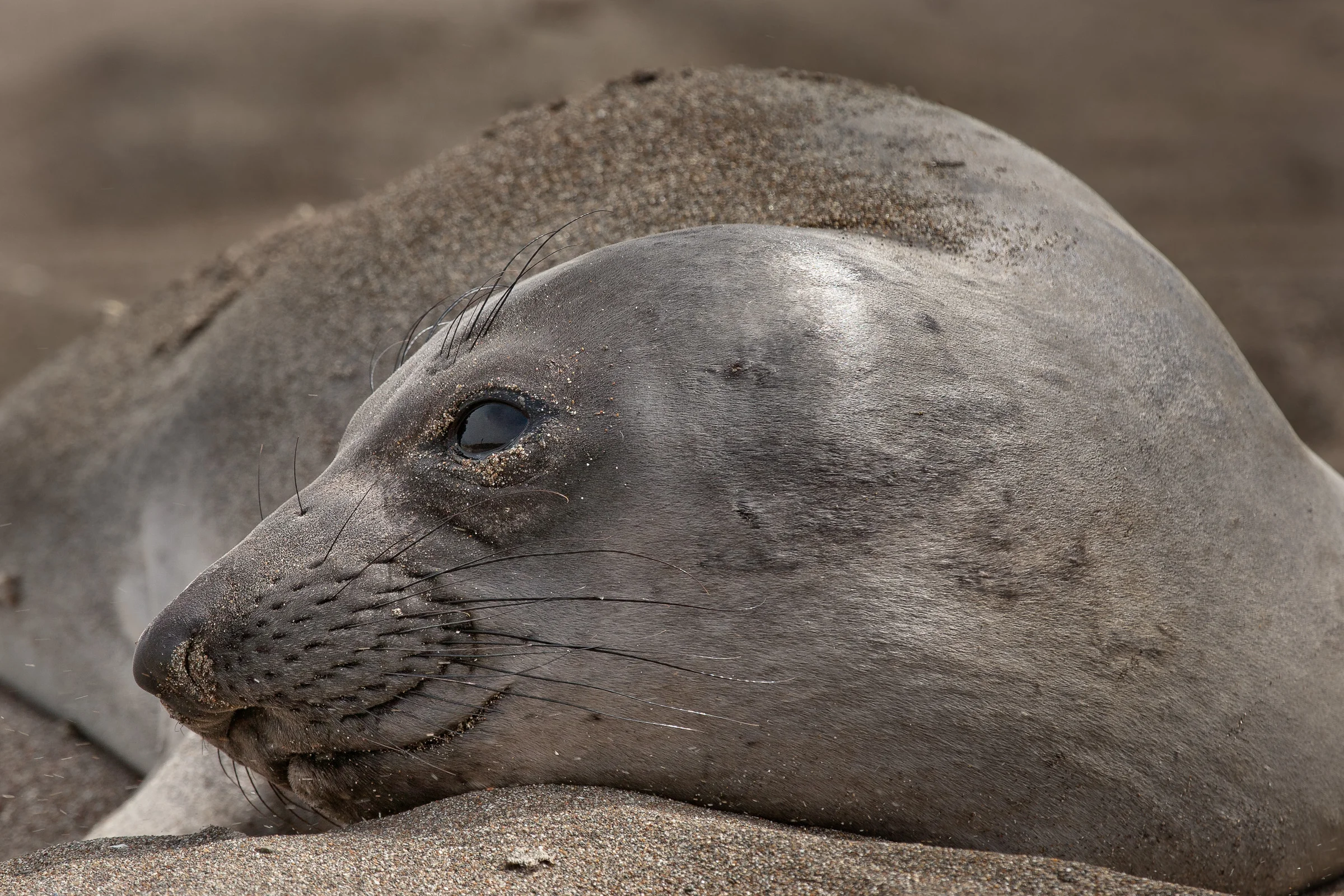 Elephant Seal