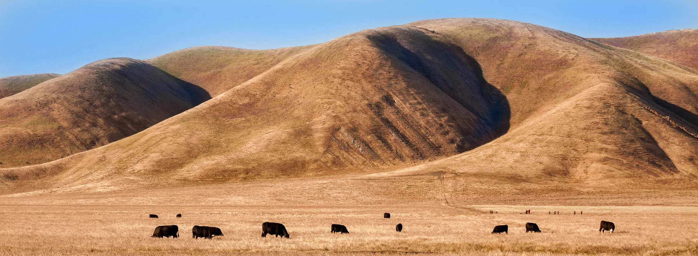 Cows and Hills