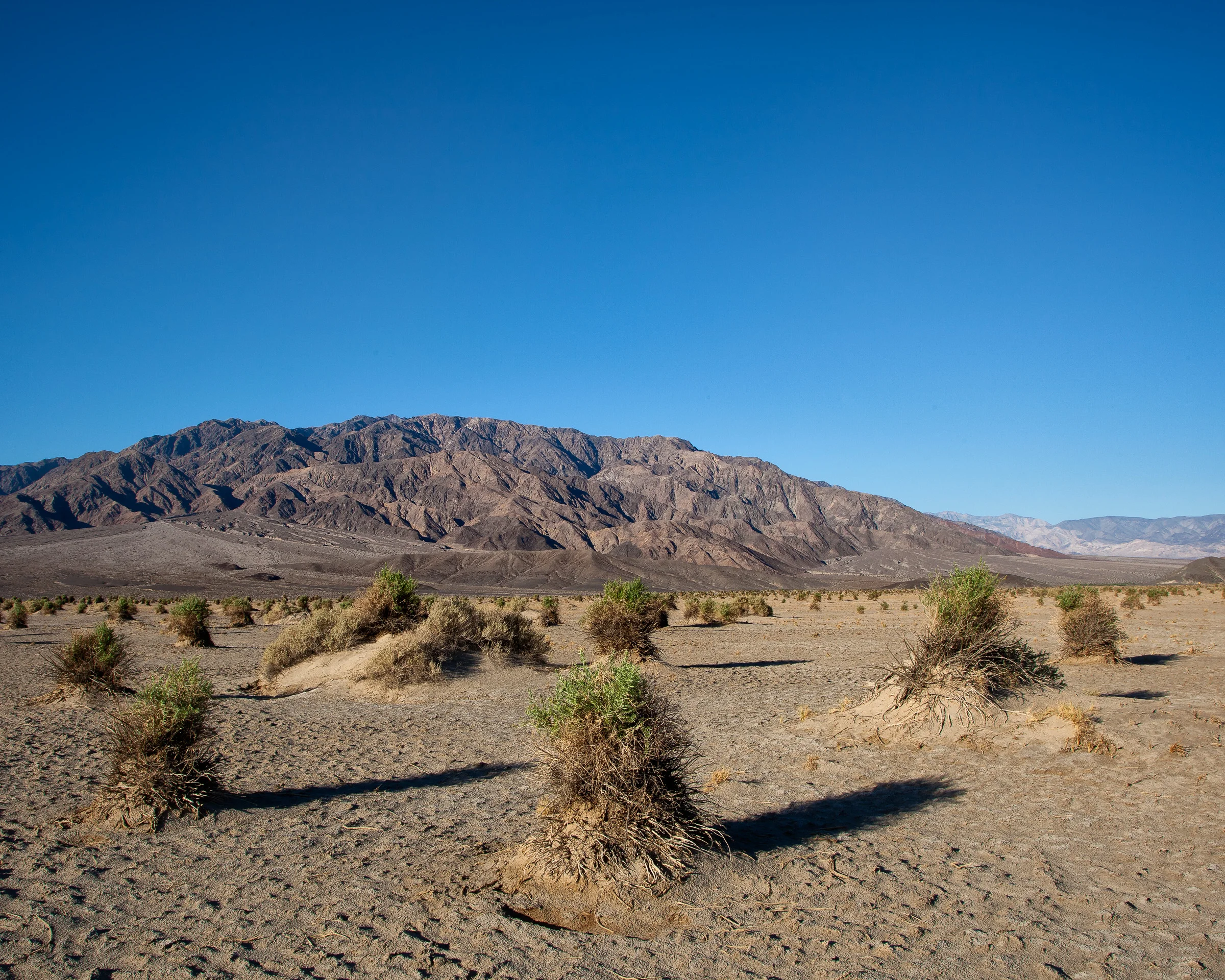 Devil's Cornfield - Death Valley