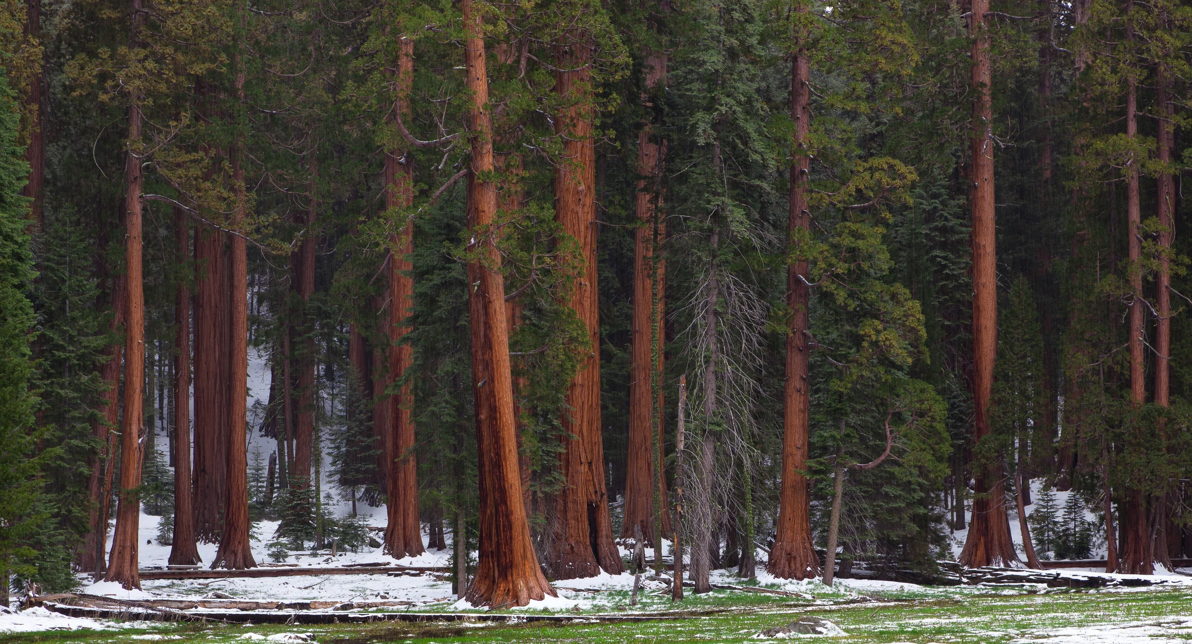 Giant Sequoias - Yosemite National Park