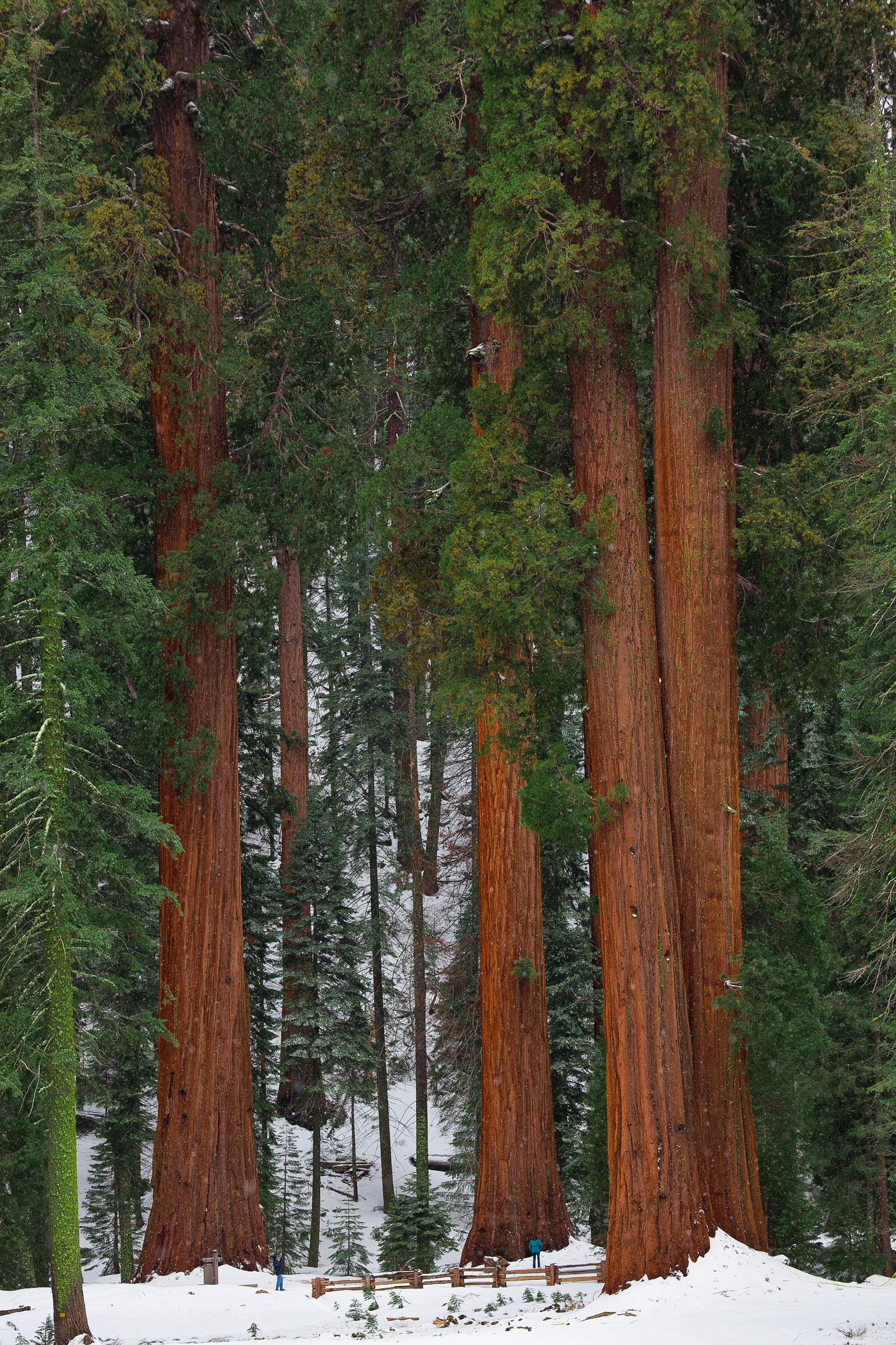 Giant Sequoias - Yosemite National Park