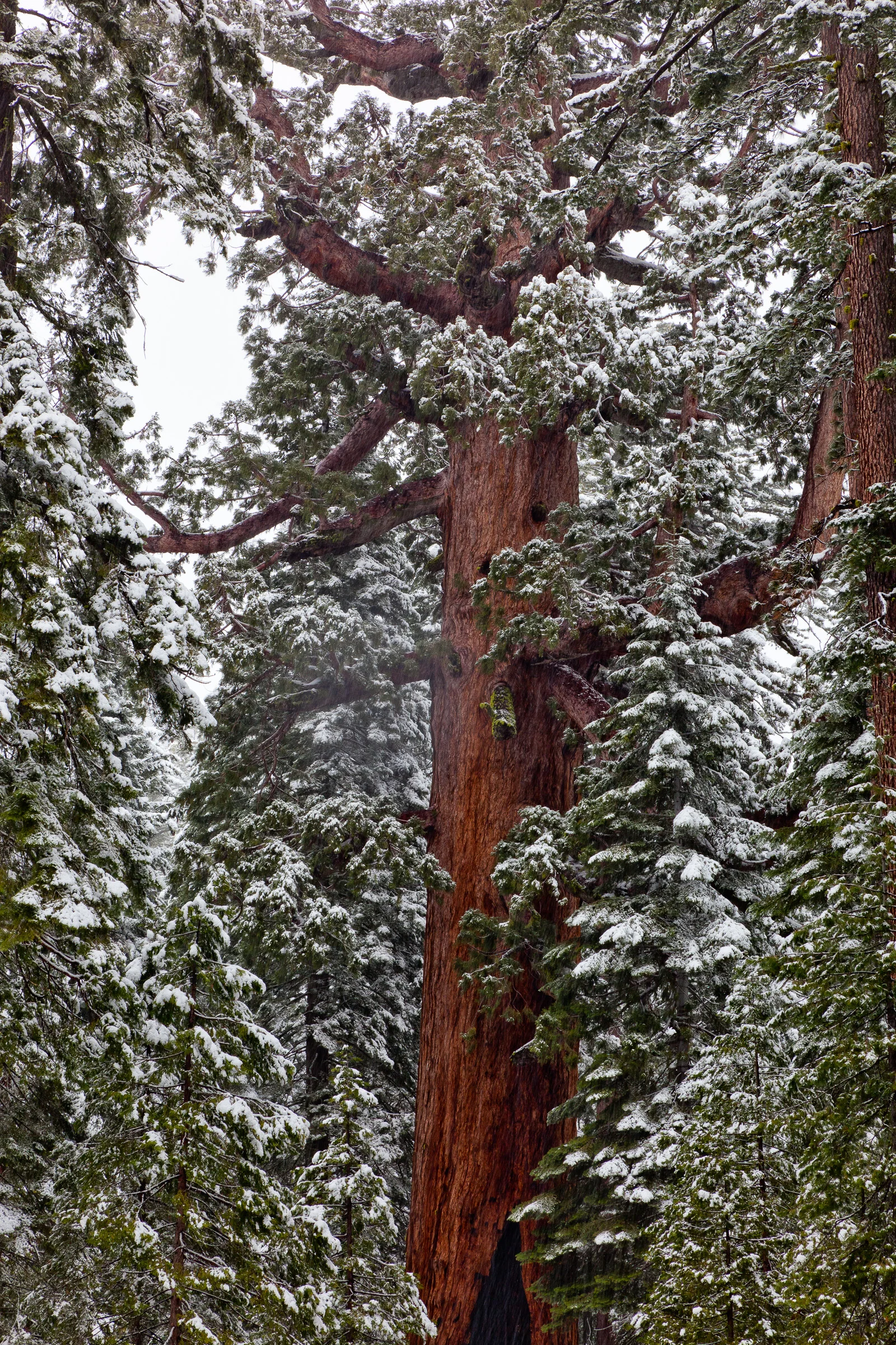 Giant Sequoia - Yosemite National Park