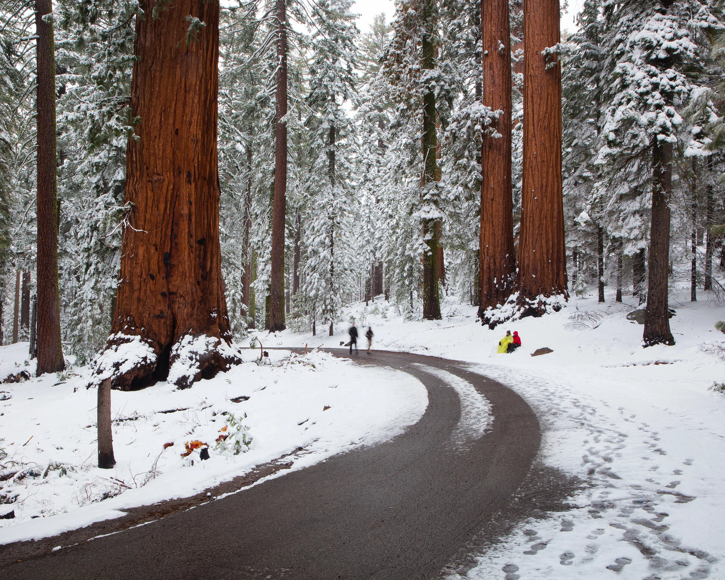 Giant Sequoias - Yosemite National Park