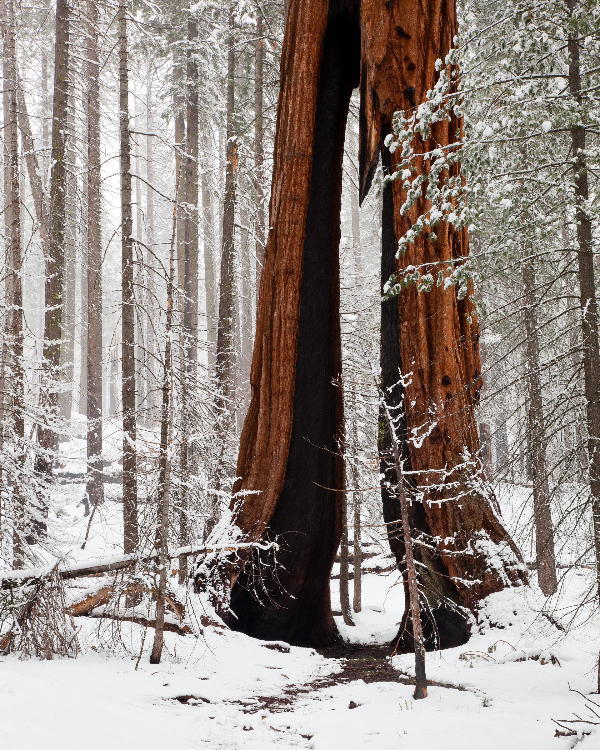 Giant Sequoia - Yosemite National Park