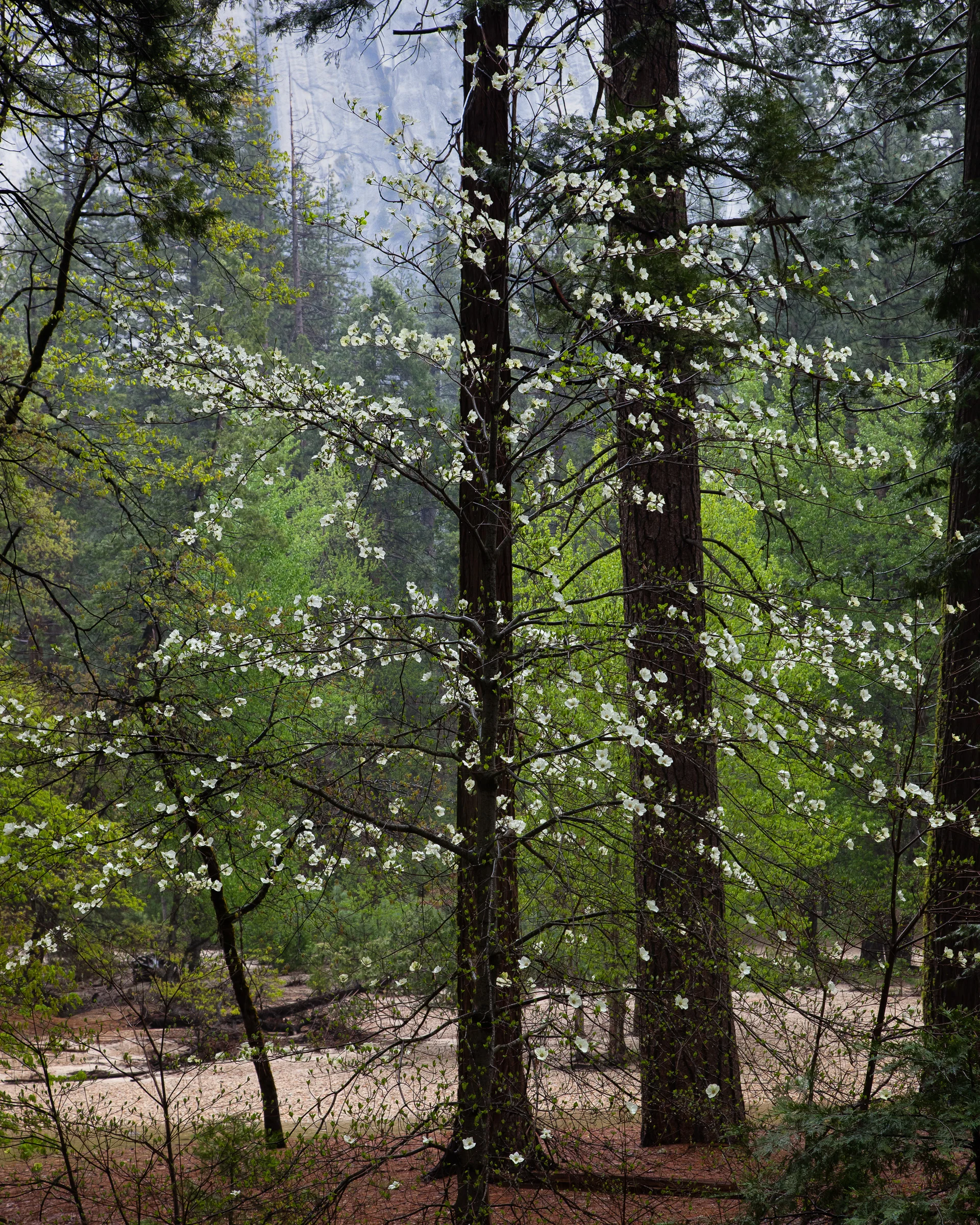 Flowering Dogwood in the Valley - Yosemite National Park