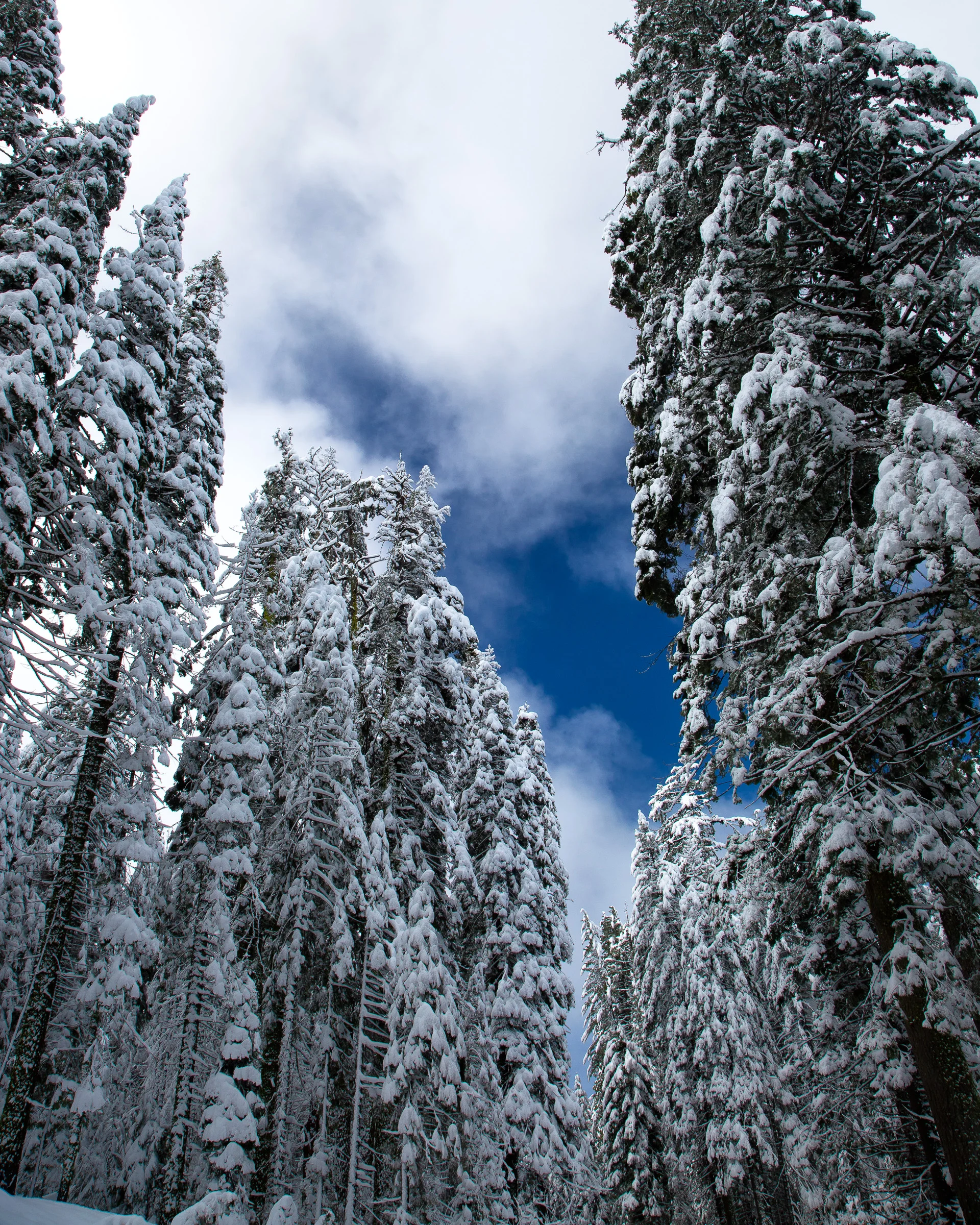 May Snow - Yosemite National Park