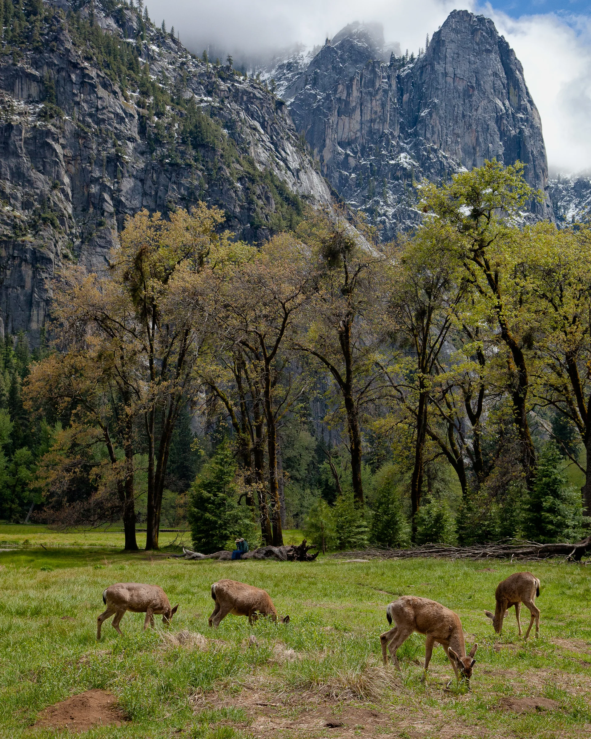 Deer - Yosemite National Park